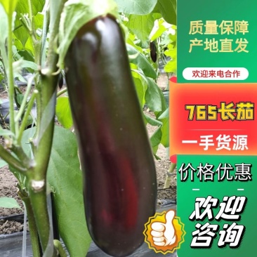 山东长茄绿把长茄自家大棚种植,一手货源,量大从优质量保证