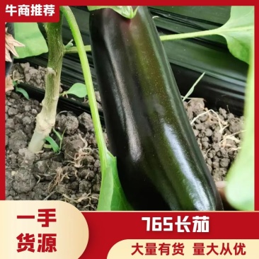 长茄765绿把茄子/长期供应/质量保证/价格优惠/发往全国