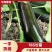 长茄765绿把茄子/长期供应/质量保证/价格优惠/发往全国