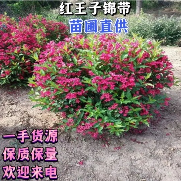 【红王子锦带】根系发达，价格优惠，苗圃直发，欢迎老板电联