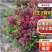 【红王子锦带】根系发达，价格优惠，苗圃直发，欢迎老板电联
