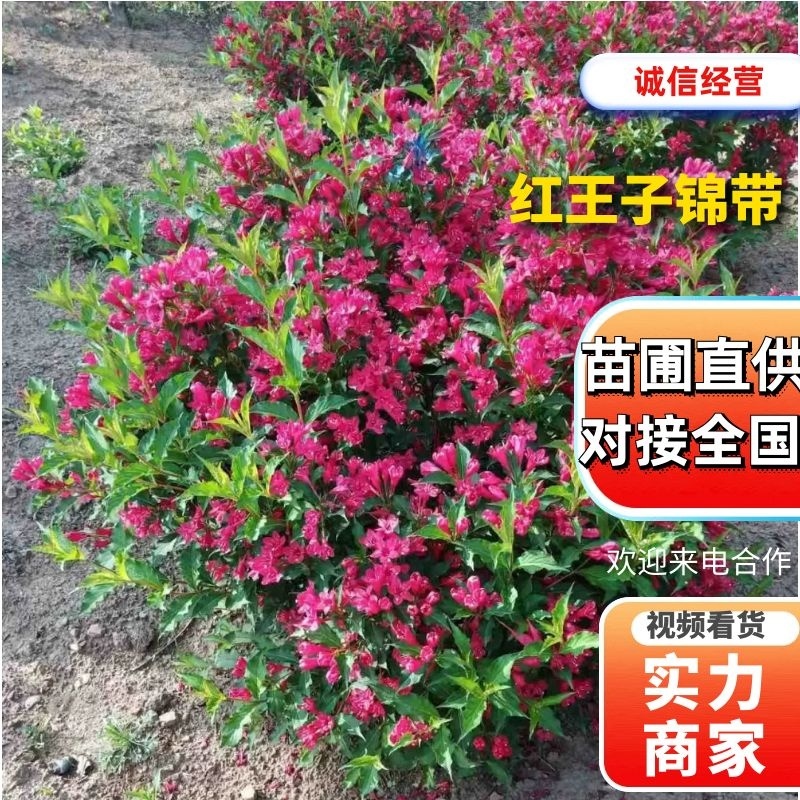 【红王子锦带】根系发达，价格优惠，苗圃直发，欢迎老板电联