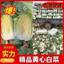 【实力】精品矮棵黄心白菜正在上市中，一手货源保质保量。
