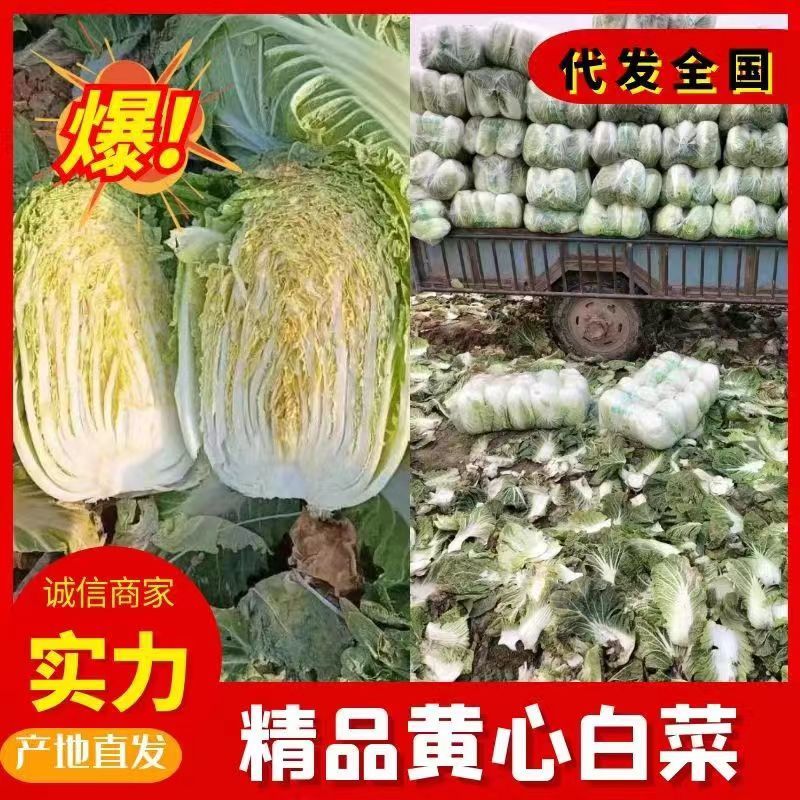 【实力】新鲜白菜矮棵黄心白菜大量上市一手货源保质保量代发