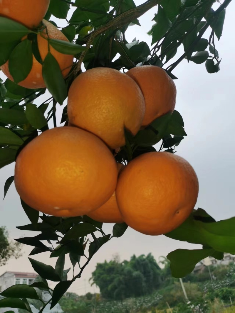 【耙耙柑】产地直发量大从优来电洽谈市场商超电商一条龙服务
