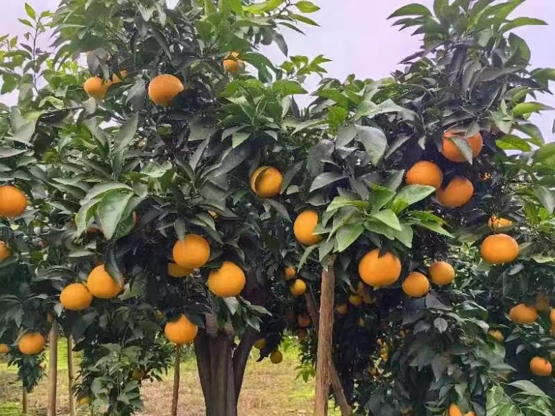 【爱媛果冻橙】荣县基地发货快坏果包赔来电洽谈规格齐全