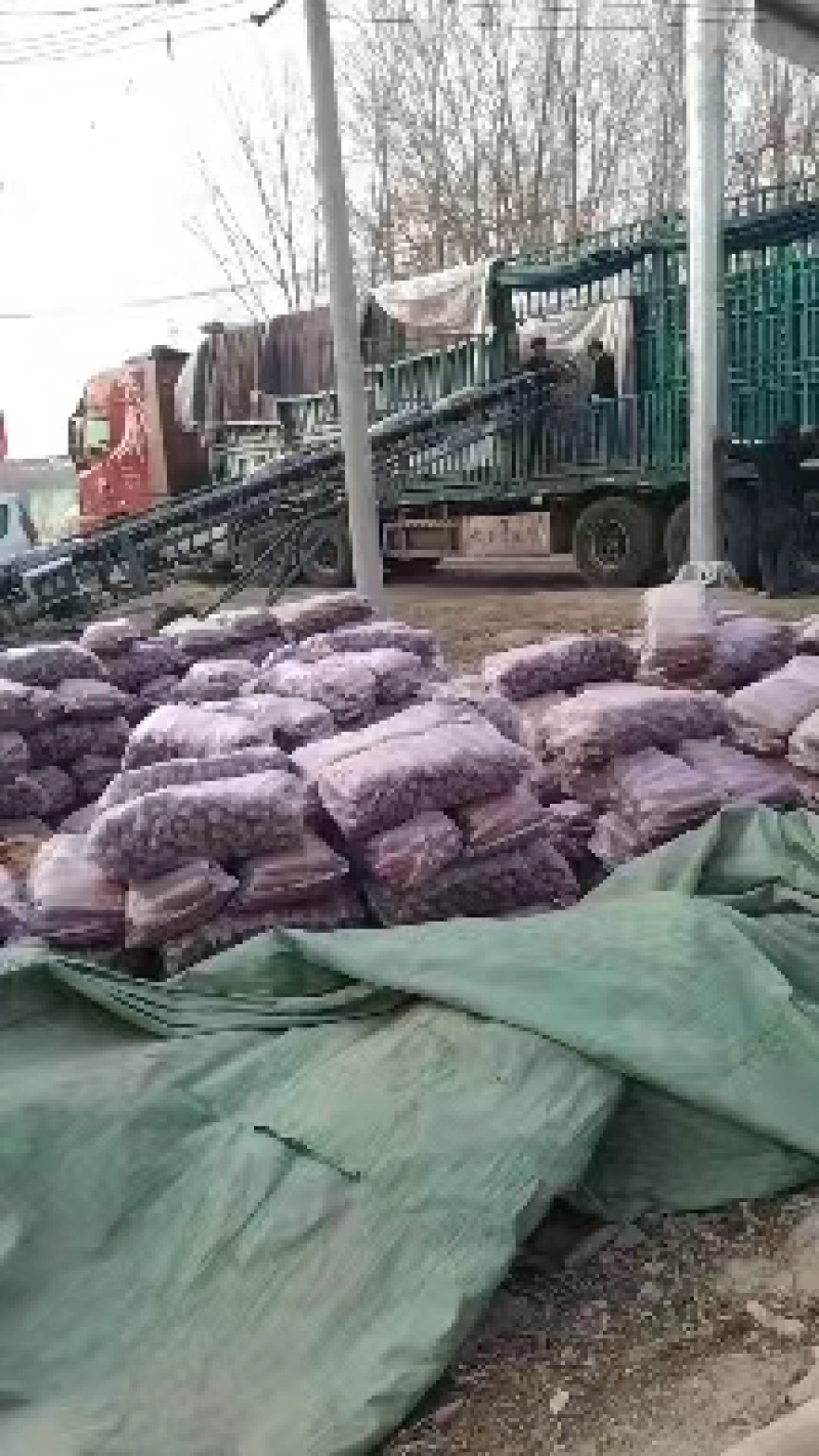 【推荐】品质胡萝卜🥕三红胡萝卜产地直发品质保证