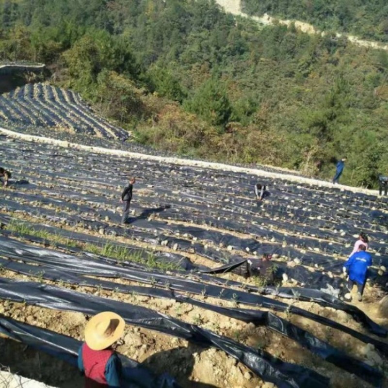 防草布除草布PE农用果园果树遮草盖草布园艺地布用透气