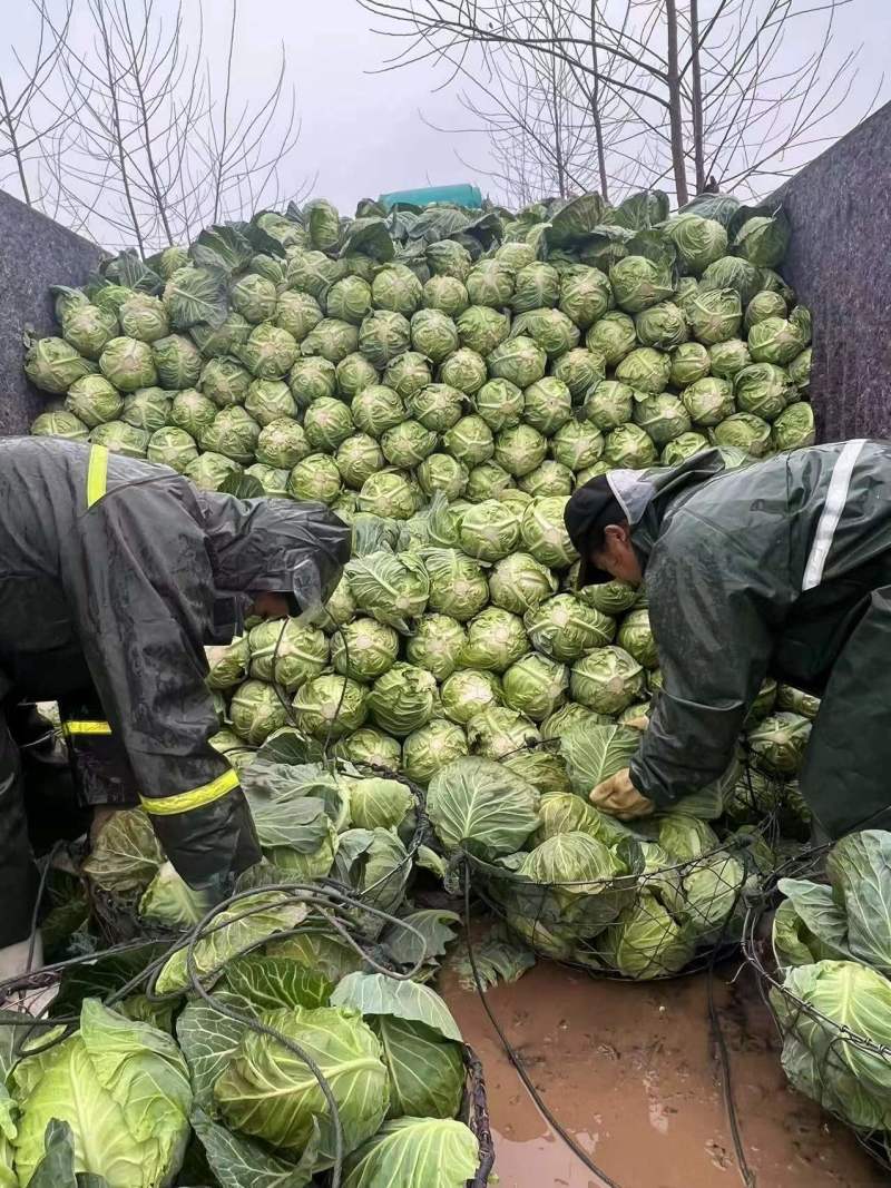 湖北甘蓝品质保证产地直发可视频看货欢迎咨询，全国发货