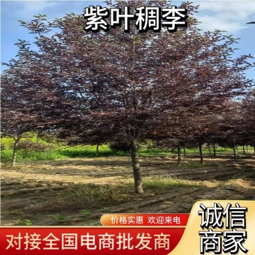 【紫叶稠李】全国代发，根系发达，量大价格优惠，欢迎来致电
