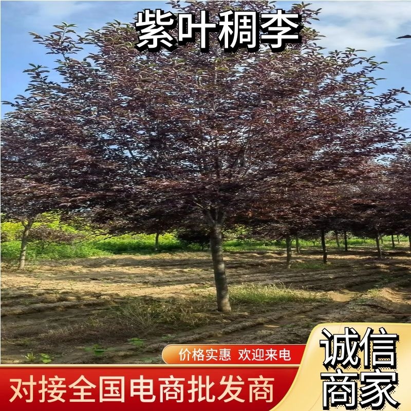 【紫叶稠李】全国代发，根系发达，量大价格优惠，欢迎来致电