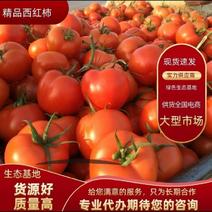 浙江西红柿大红西红柿产地直发货源充足欢迎致电