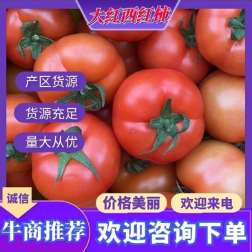 浙江西红柿大红西红柿产地直发大量接单欢迎致电