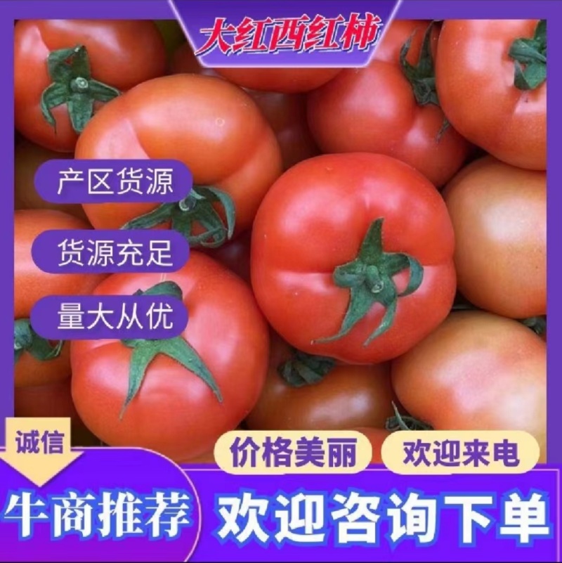 浙江西红柿大红西红柿产地直发大量接单欢迎致电