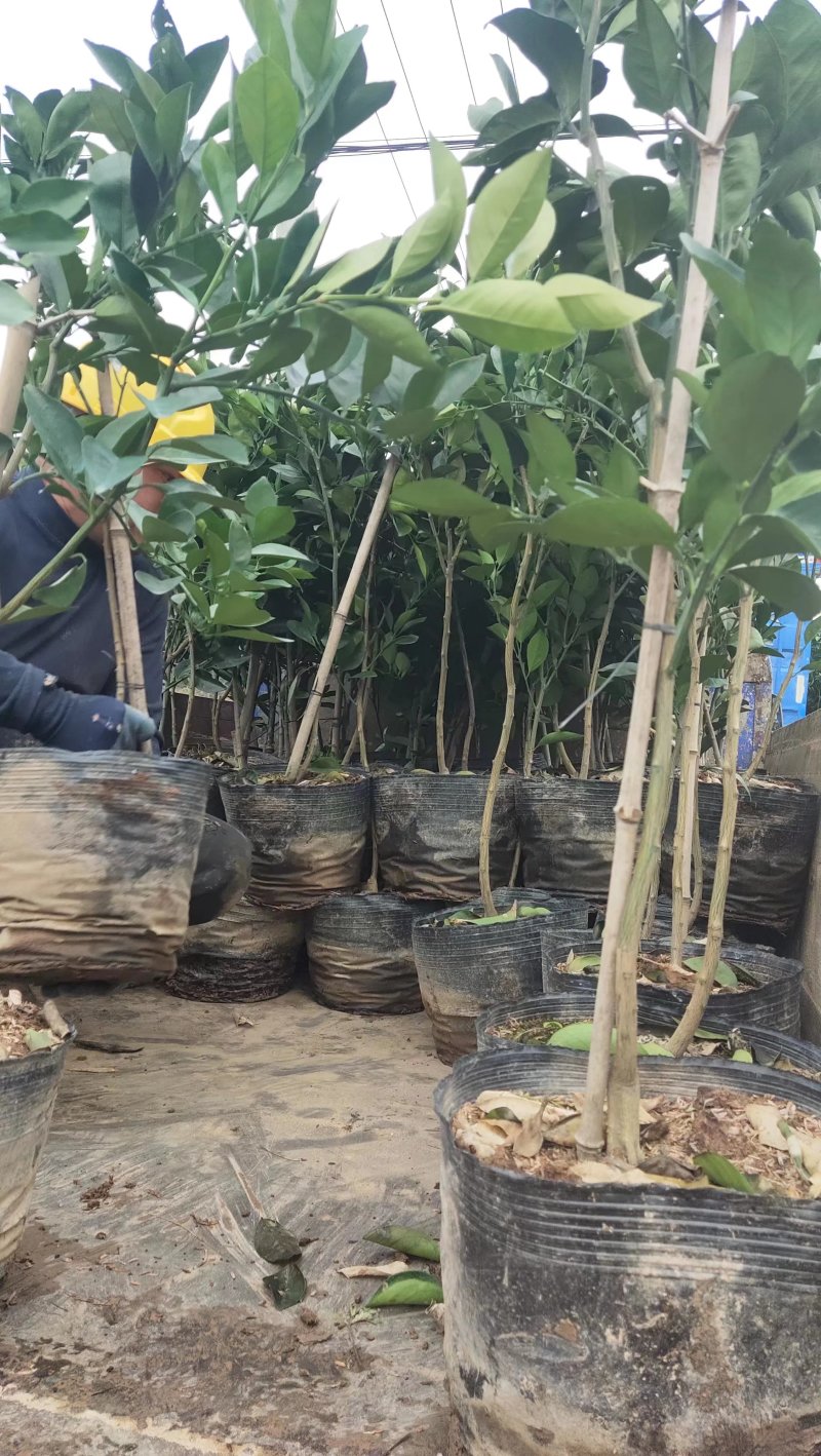 纽荷尔脐橙苗大杯苗橙子苗根系发达挂果高成活率高