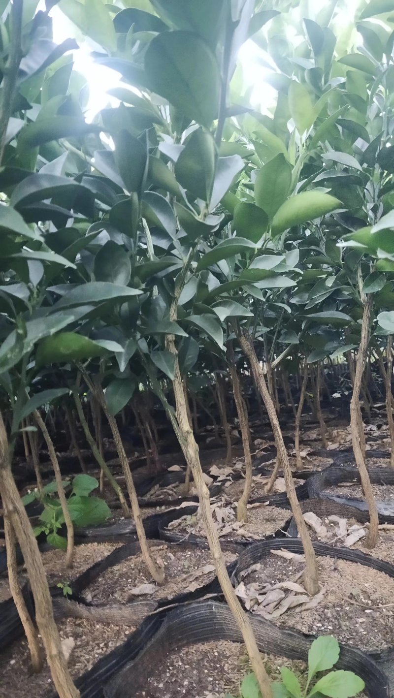 纽荷尔脐橙苗大杯苗橙子苗根系发达挂果高成活率高