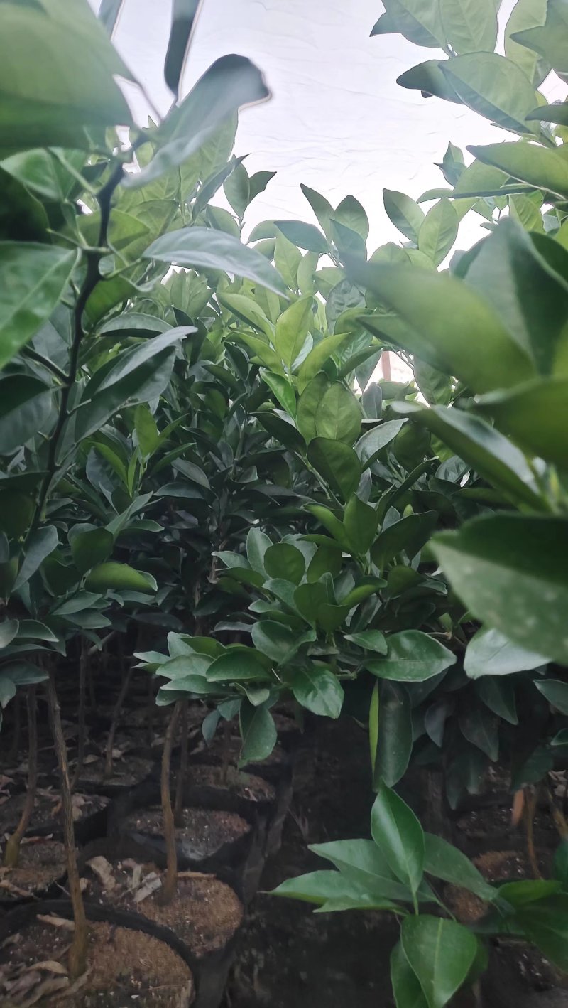 纽荷尔脐橙苗大杯苗橙子苗根系发达挂果高成活率高
