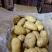 《推荐》荷兰十五土豆徐州土豆常年供应规格齐全通天箱装