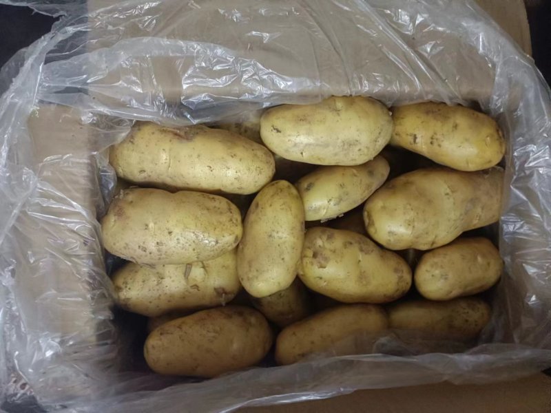 《推荐》荷兰十五土豆徐州土豆常年供应规格齐全通天箱装