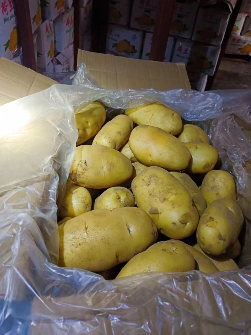 《推荐》荷兰十五土豆徐州土豆常年供应规格齐全通天箱装