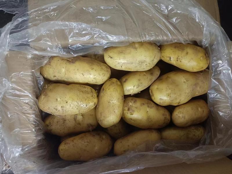 《推荐》荷兰十五土豆山东土豆常年供应规格齐全通天箱装