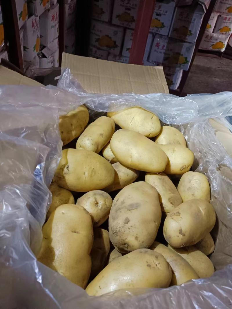 《推荐》荷兰十五土豆安徽土豆常年供应规格齐全通天箱装