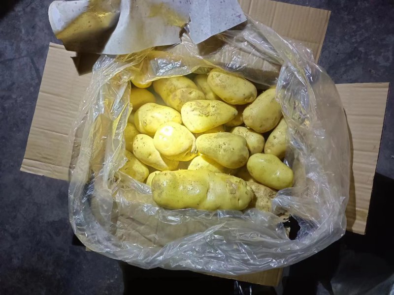 《推荐》荷兰十五土豆山东土豆常年供应规格齐全通天箱装