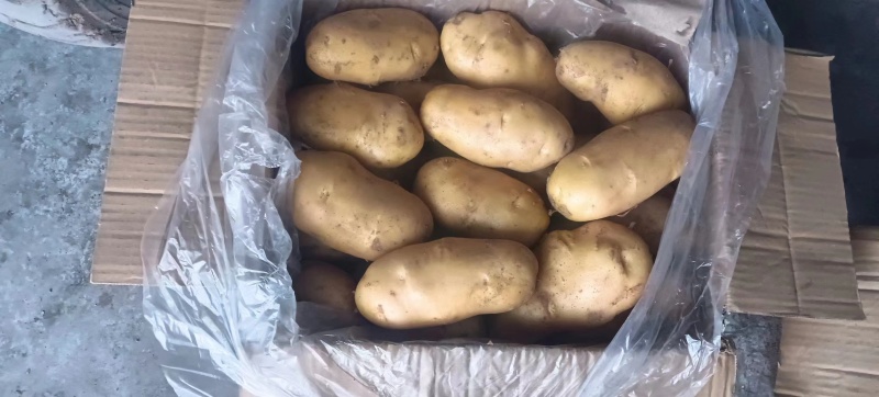 《推荐》荷兰十五土豆山东土豆常年供应规格齐全通天箱装