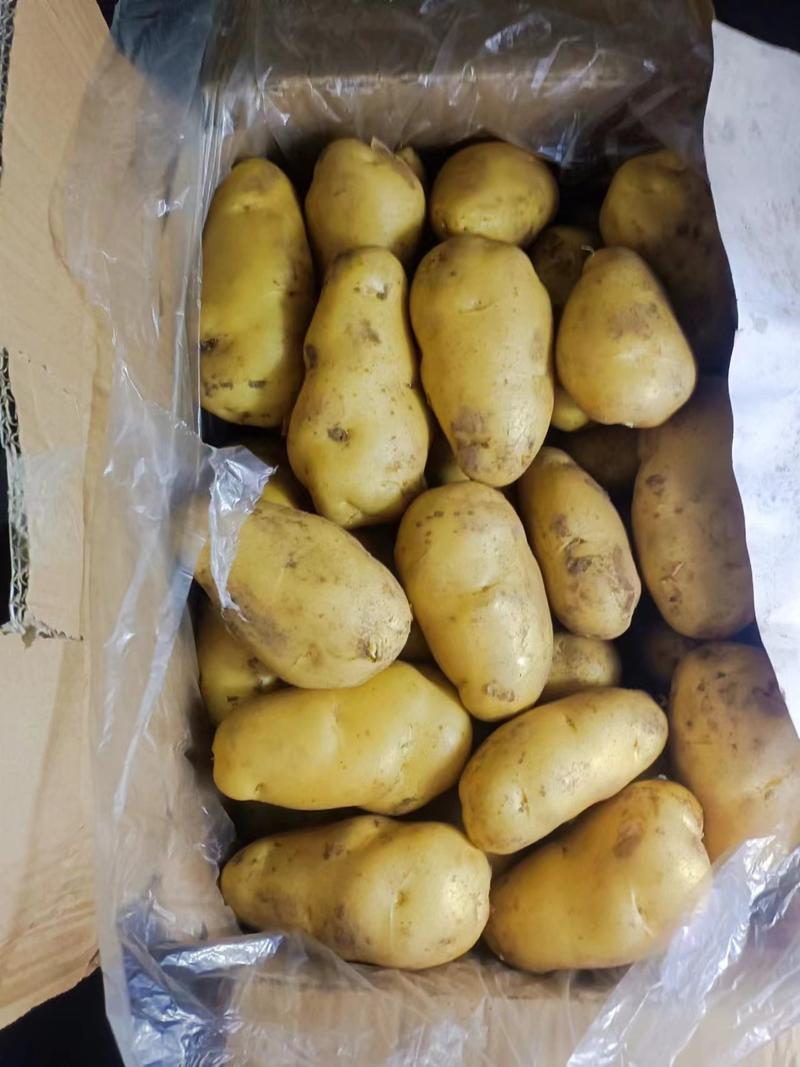 《推荐》荷兰十五土豆河南土豆常年供应规格齐全通天箱装