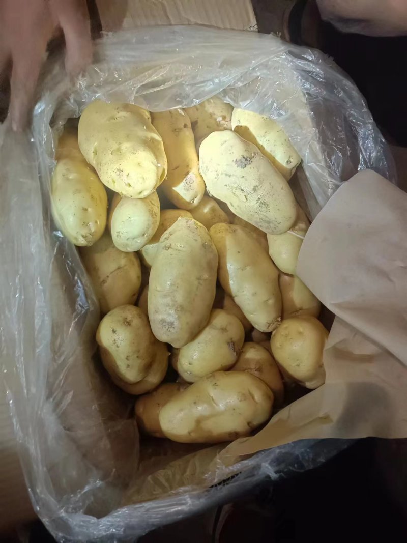 《精品》荷兰十五土豆山东安丘土豆冷库土豆常年供应