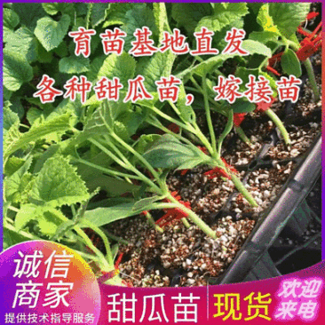 《羊角蜜甜瓜苗》现挖现发安徽宿州各规格齐全包成活率