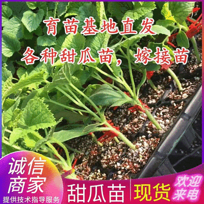 《羊角蜜甜瓜苗》现挖现发安徽宿州各规格齐全包成活率