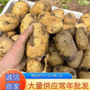 《推荐》荷兰十五土豆徐州土豆常年供应规格齐全通天箱装