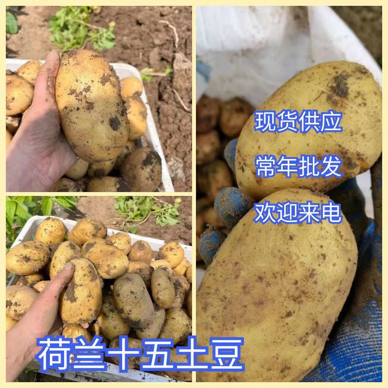 《推荐》荷兰十五土豆徐州土豆常年供应规格齐全通天箱装