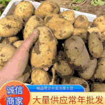 《推荐》荷兰十五土豆安徽土豆常年供应规格齐全通天箱装