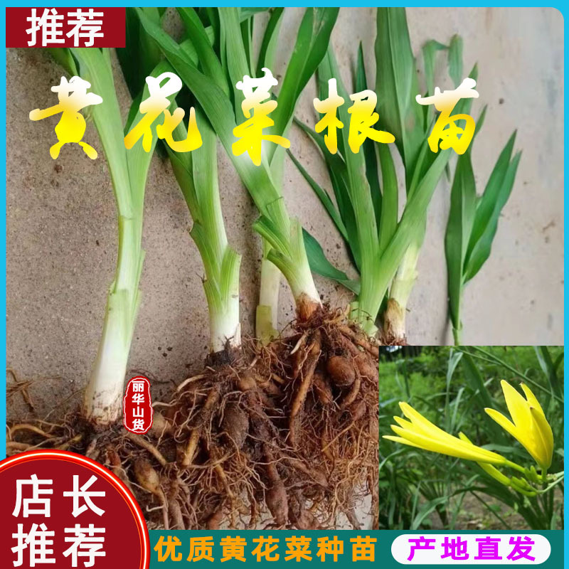 高产黄花菜种苗根苗成活率高优质种苗抗病性强免费指导