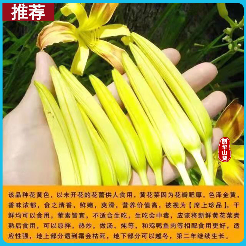 高产黄花菜种苗根苗成活率高优质种苗抗病性强免费指导