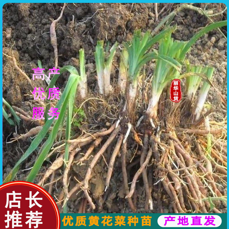 高产黄花菜种苗根苗成活率高优质种苗抗病性强免费指导
