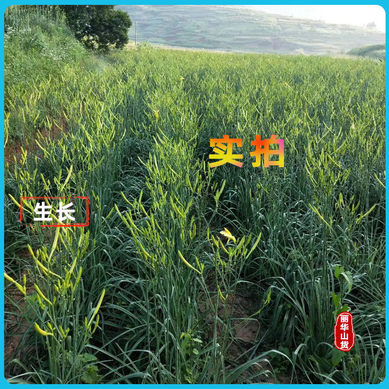高产黄花菜种苗根苗成活率高优质种苗抗病性强免费指导