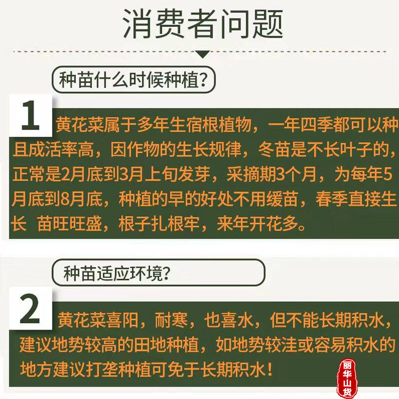 高产黄花菜种苗根苗成活率高优质种苗抗病性强免费指导