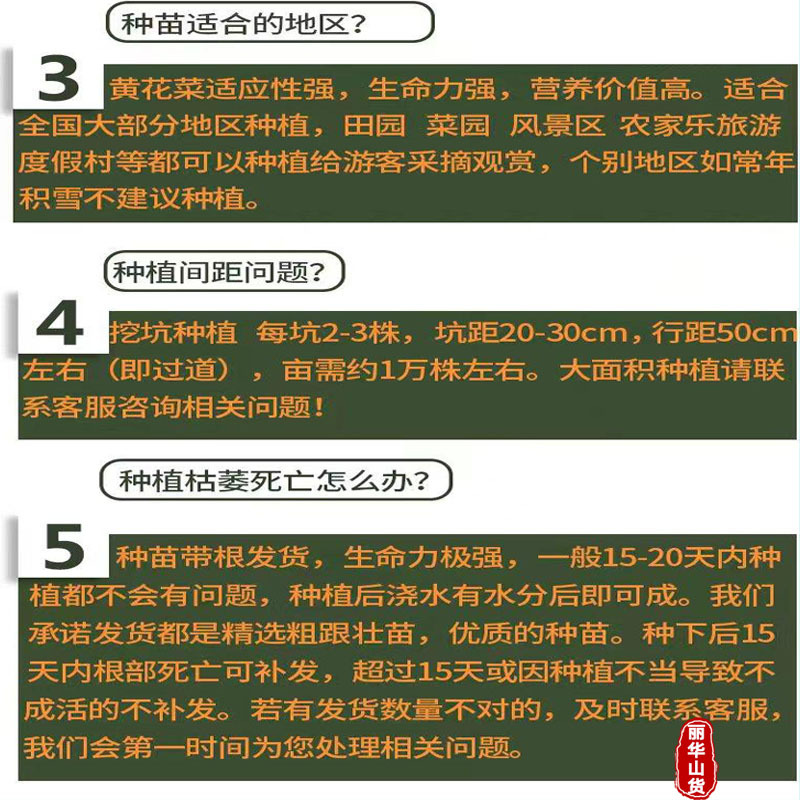 高产黄花菜种苗根苗成活率高优质种苗抗病性强免费指导