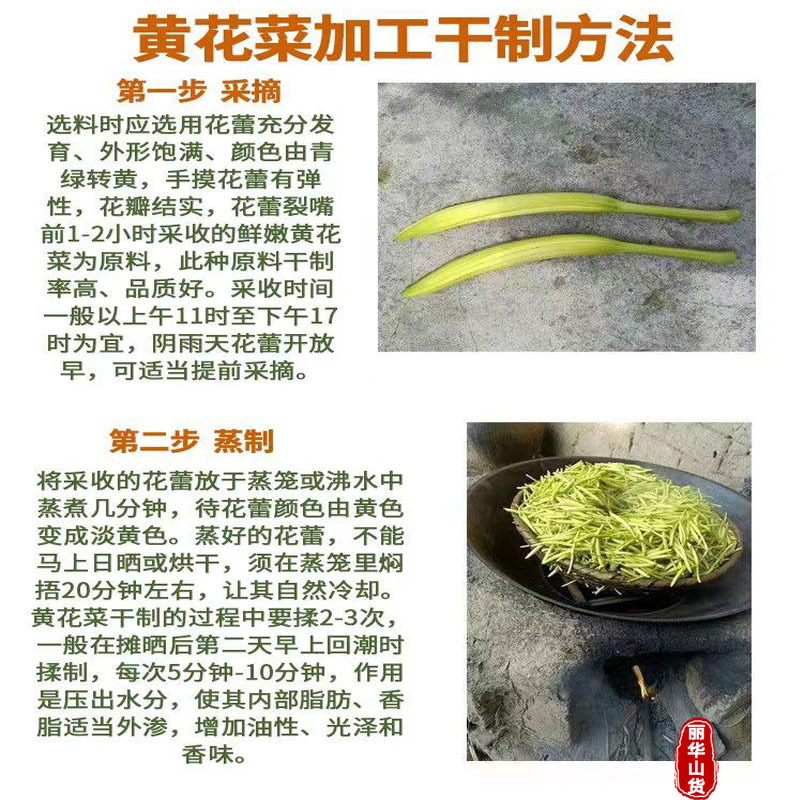高产黄花菜种苗根苗成活率高优质种苗抗病性强免费指导