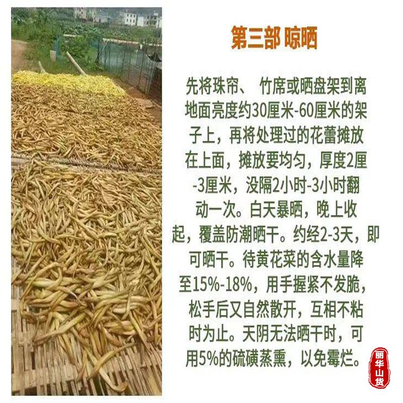 高产黄花菜种苗根苗成活率高优质种苗抗病性强免费指导