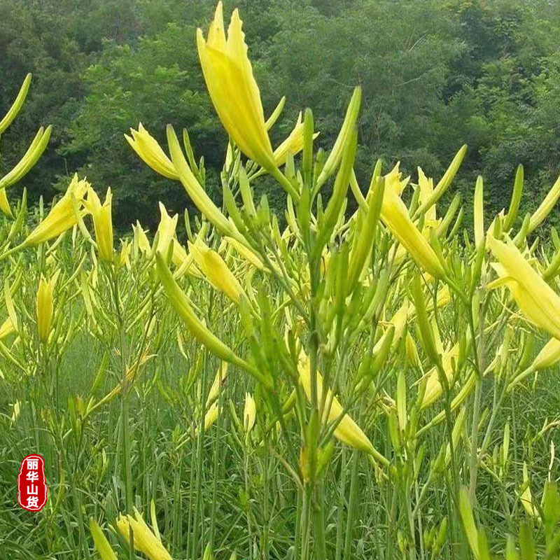 高产黄花菜种苗根苗成活率高优质种苗抗病性强免费指导