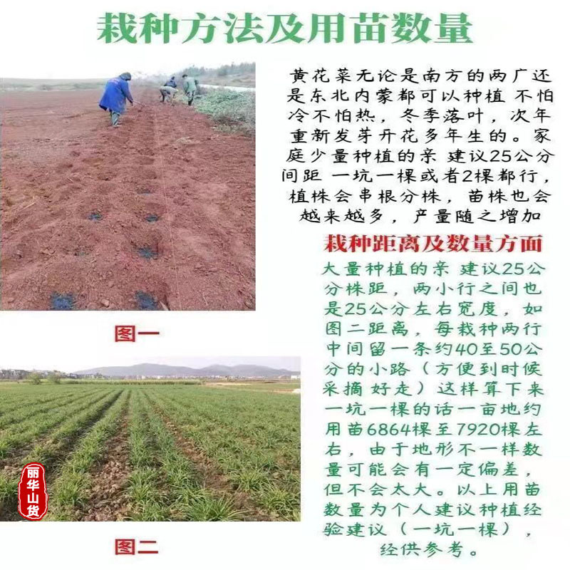 高产黄花菜种苗根苗成活率高优质种苗抗病性强免费指导