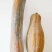 健美蜜本南瓜种子，果肉密致，面甜纯正，耐旱耐雨水，抗病
