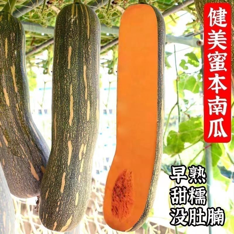 健美蜜本南瓜种子，果肉密致，面甜纯正，耐旱耐雨水，抗病