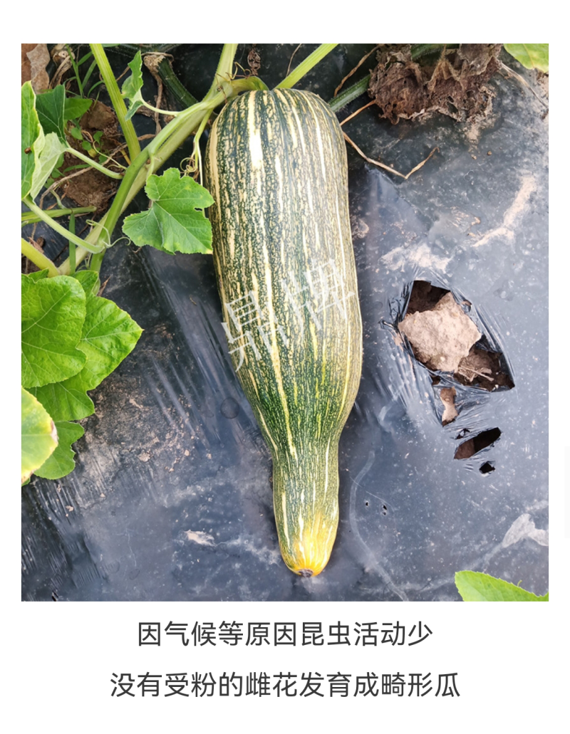 健美蜜本南瓜种子，果肉密致，面甜纯正，耐旱耐雨水，抗病