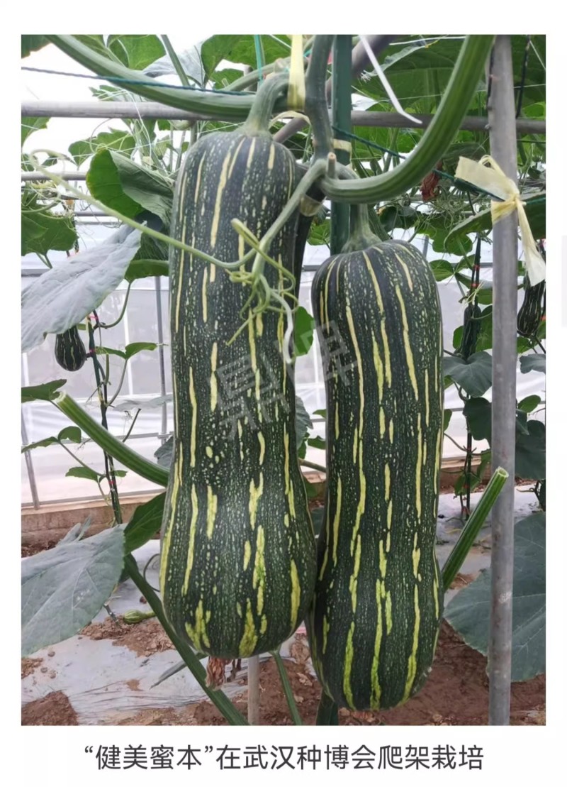 健美蜜本南瓜种子，果肉密致，面甜纯正，耐旱耐雨水，抗病