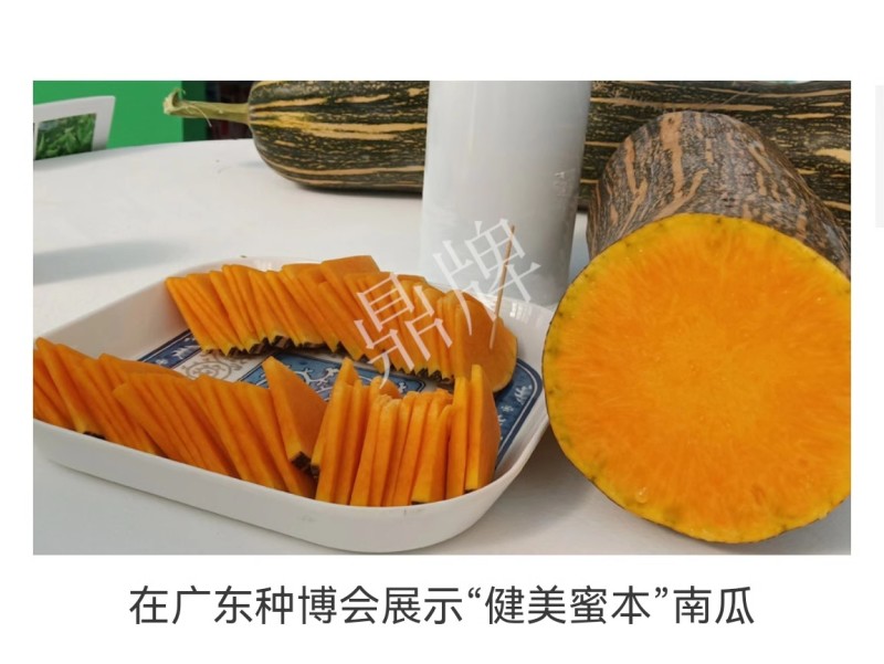 健美蜜本南瓜种子，果肉密致，面甜纯正，耐旱耐雨水，抗病